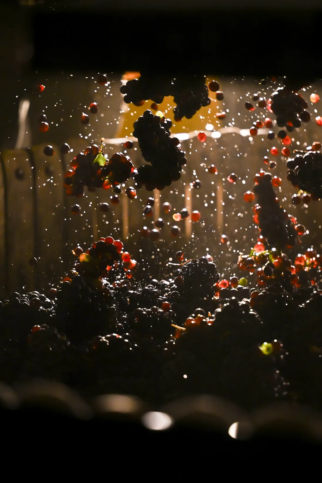 23 Mod02Pressoir©AgenceDiscovery