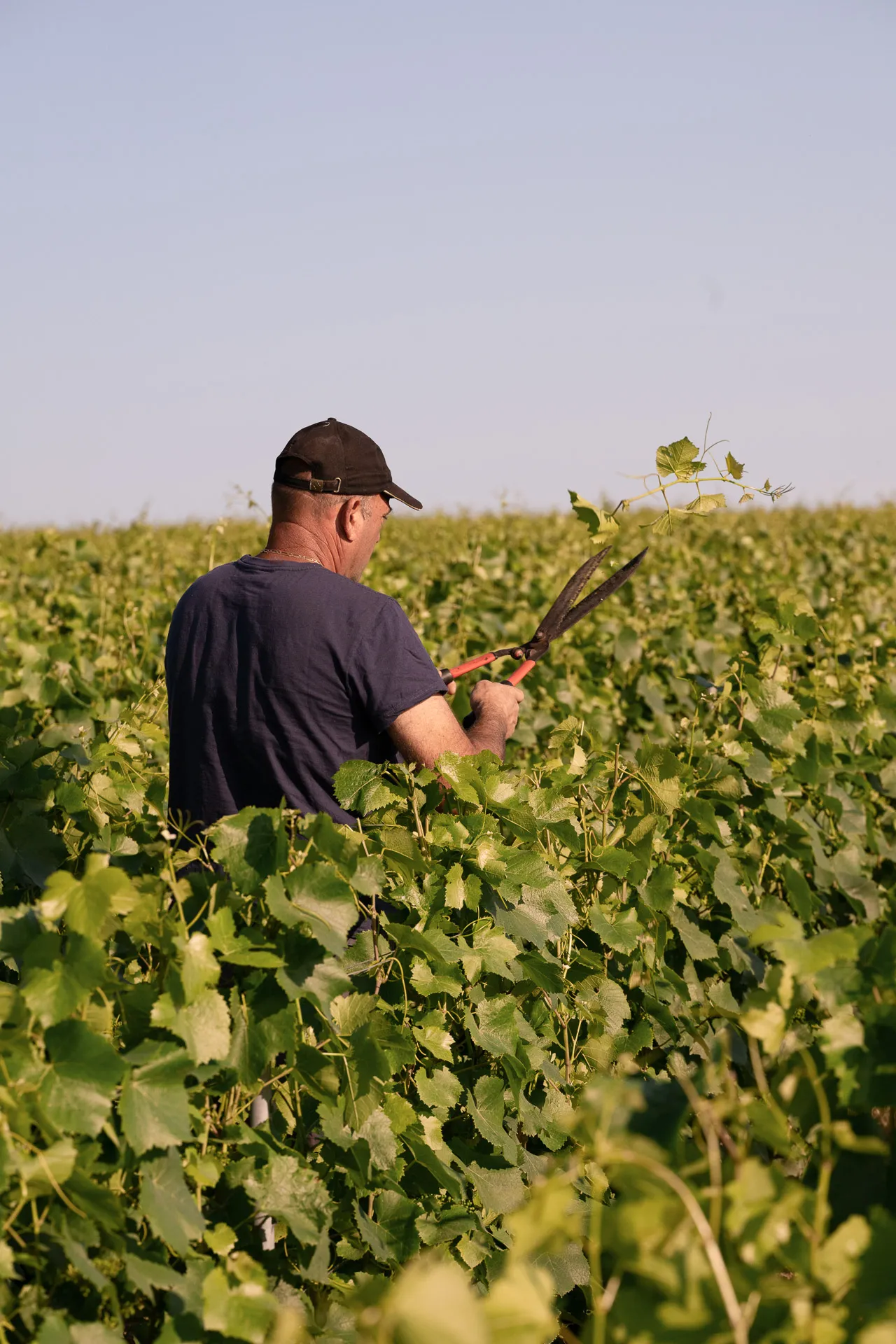 25 Mod02Palissage©AgenceDiscovery