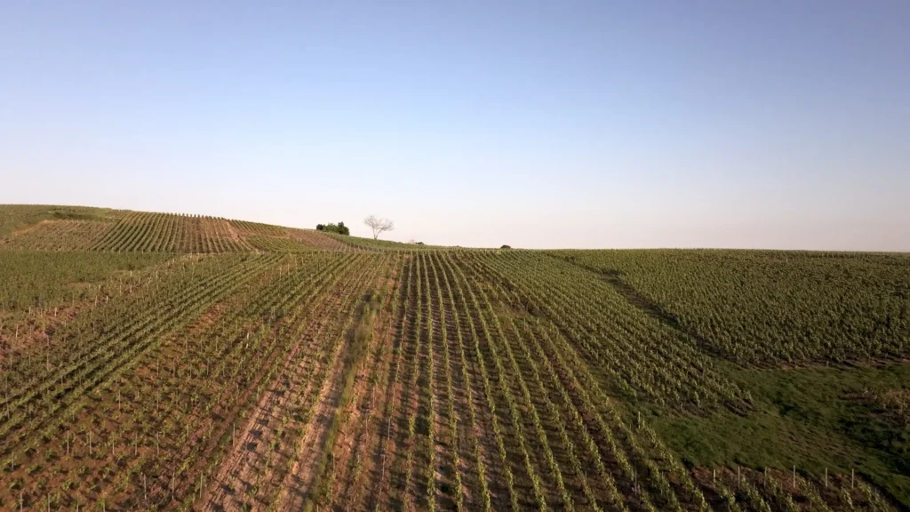 Champagne Collet Vue Vignoble 1