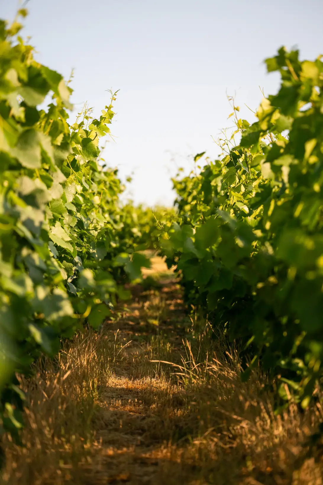 Terroir champagne collet