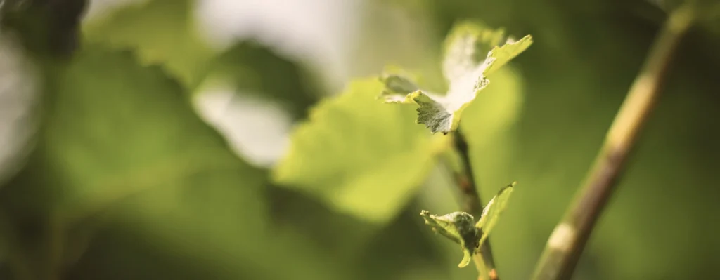 savoir faire vigneron collet