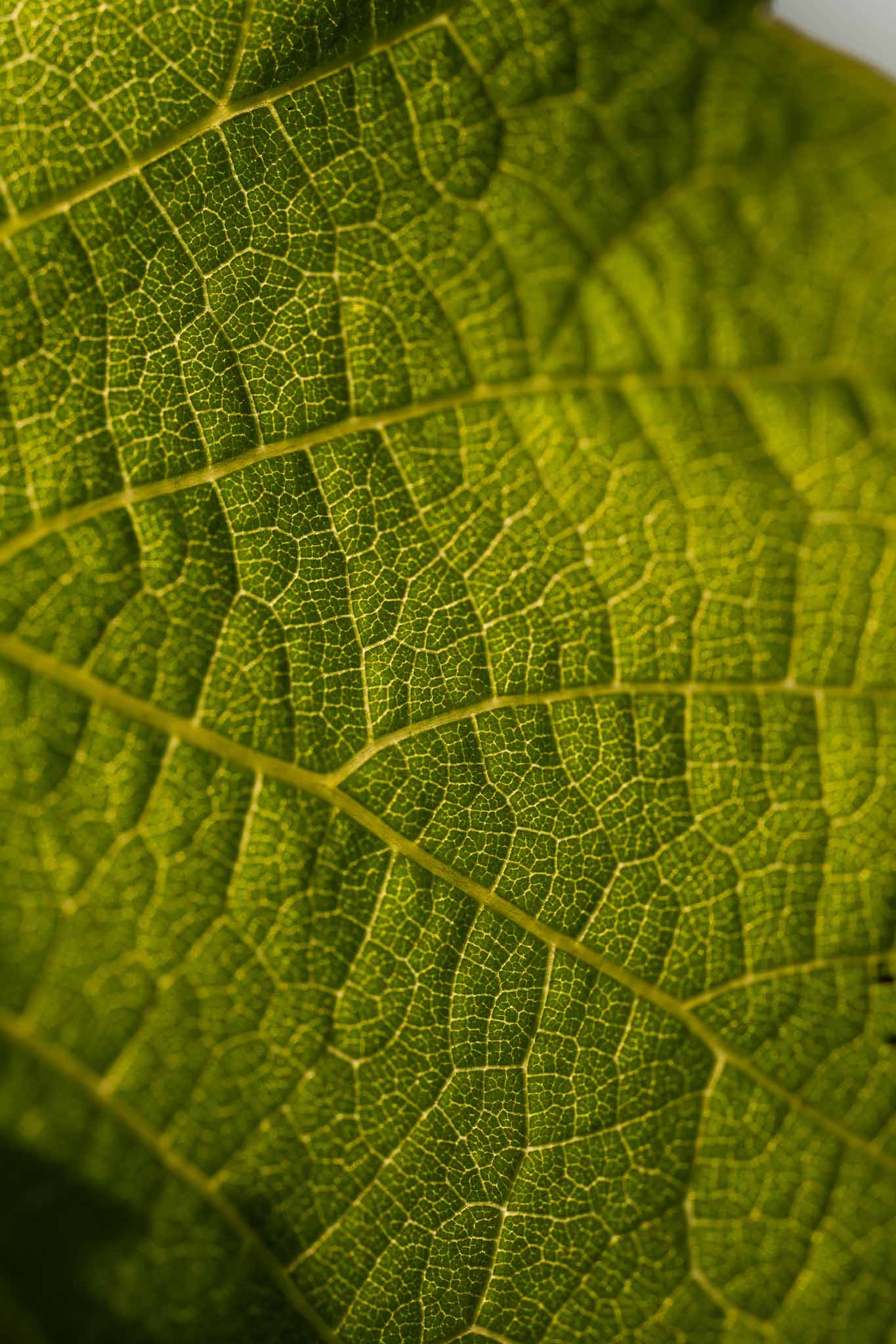 Feuillevignes Collet AgenceDiscovery2